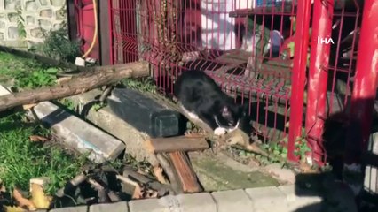 Trafik kazasında ölen kedinin yavrusuna tesis sorumlusu sahip çıktı