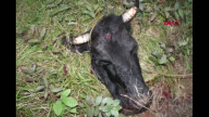 İstanbul-Şile'de Hayvan Hırsızlarına Adliye Önünde Tepki