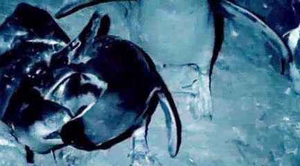 Humboldt Penguins Fight off Vampire Bats - BBC Earth -