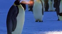 Emperor Penguins Fight Over Mate - BBC Earth -