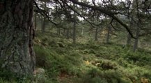Capercaillie- The Bizarre Grouse of the Scottish Highlands - BBC Earth
