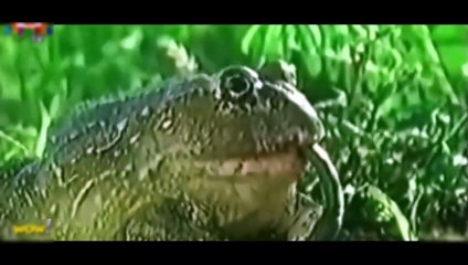 Loại Ếch Thích Ăn Rắn Độc