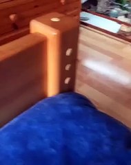 Ящерка увидела себя в зеркале