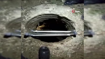 Kanalizasyona Düşen Köpek Devriye Atan Bekçiler Tarafından Kurtarıldı