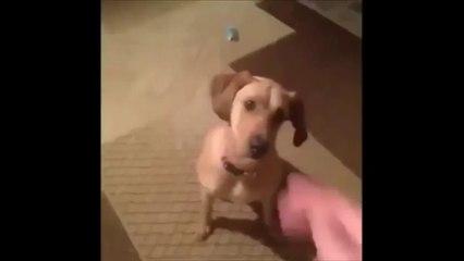 Funny Videos...Funny dog Compilation...Funny Cat video clips ...Funny Dog video clips