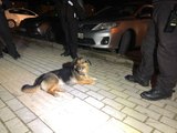 Bekçilerden nefes kesen köpek kurtarma operasyonu