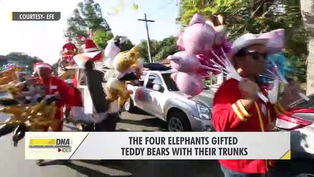 أغرب بابا نويل.. فيلة في ملابس بابا نويل توزع الهدايا على الأطفال