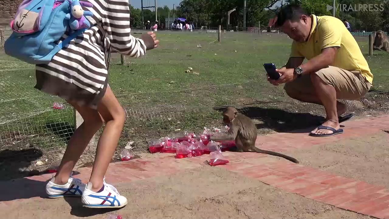 Monkey Drinking Red Syrup Juice