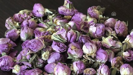 Isparta'dan 10 ülkeye gül çayı ihracatı - ISPARTA