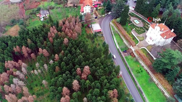 Atatürk Köşkü Ormanı’nda '12 Dişli'nin kuruttuğu ağaçların yerine yenileri dikilmeye başlandı