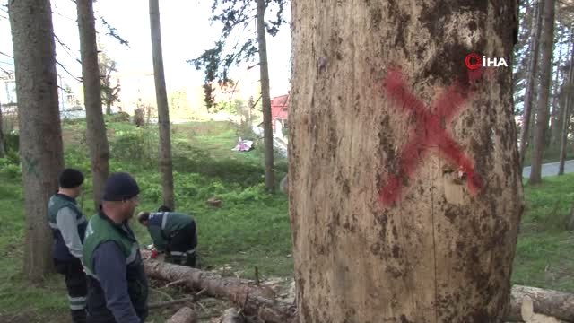 Atatürk Köşkü Ormanı'nda '12 Dişli'nin Kuruttuğu Ağaçların Yerine Yenileri Dikilmeye Başlandı