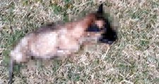 Kütahya'da Yavru Köpek, 4 Ayağı Kesilmiş Halde Ölü Bulundu