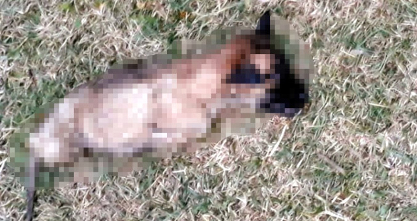 Kütahya'da Yavru Köpek, 4 Ayağı Kesilmiş Halde Ölü Bulundu