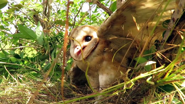 Primitive Man Saves Family Owl From Python Attack - Most Amazing Wild Animal Attack in Nest