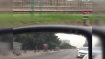 Aydın Çırılçıplak Yolda Yürürken Görüntülendi