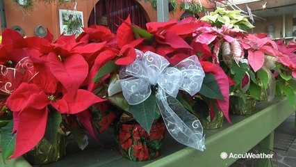 How to care for poisettia, a popular plant during the holidays