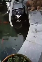 Un chien sauve un chat de la noyade