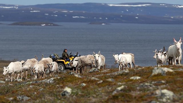 Reindeer now smaller and lighter due to climate change, study finds