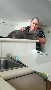 Comment emballer votre chat en paquet cadeau de Noël ?