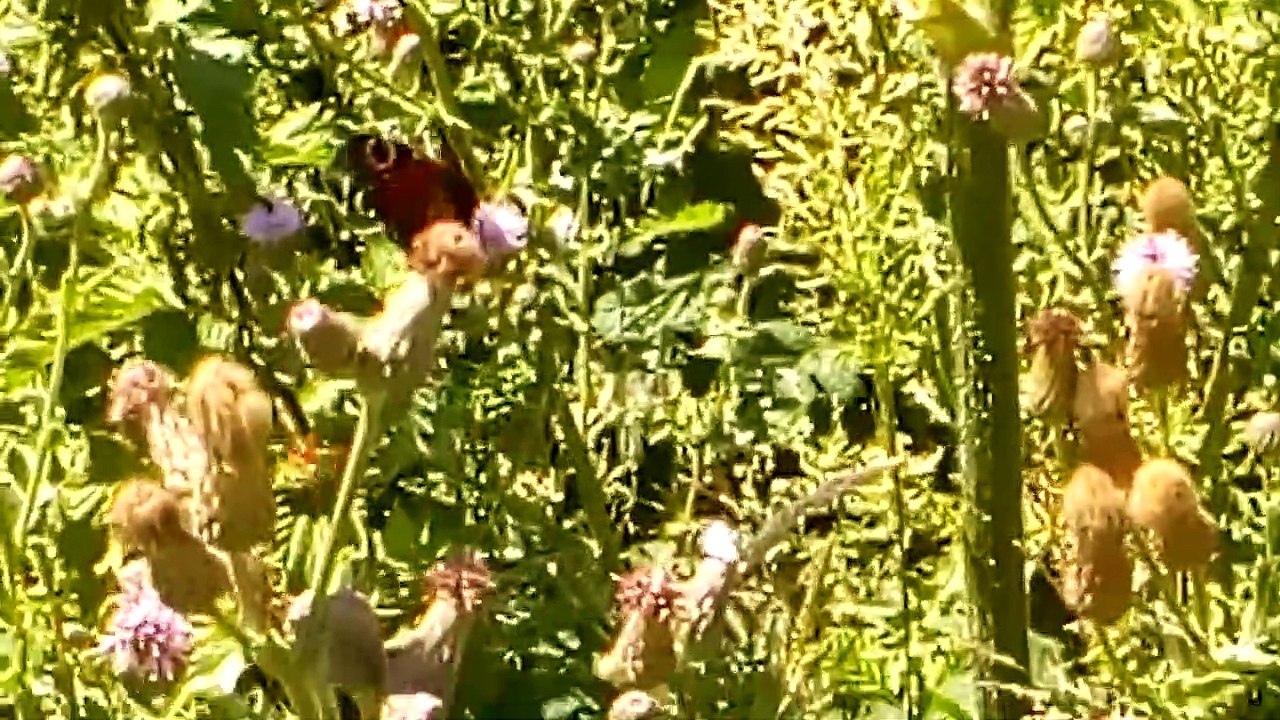 Peacock butterfly sitting then flies away