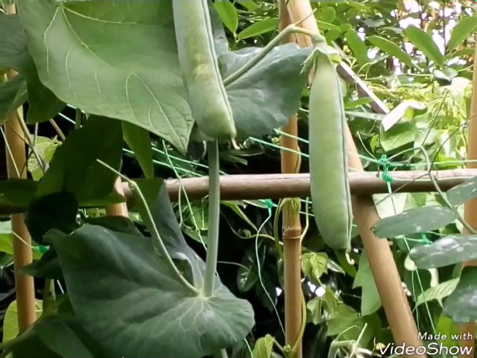 Pea pods, Apple and grapes