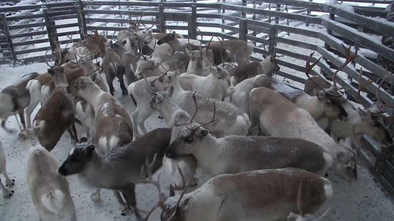 Klimawandel bedroht Rentiere