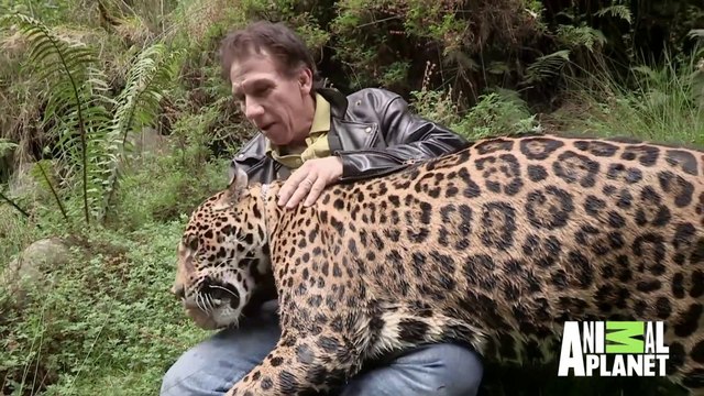 Avoir un énorme jaguar comme animal de compagnie...