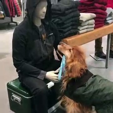 Ce chien adorable demande un calin à un mannequin