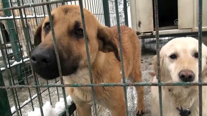 Sokak hayvanları için 'klimalı misafirhane' - ÇORUM