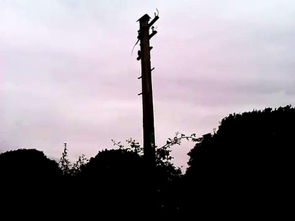 Remains of an old railway telegraph signal post Chichester to Midhurst railway