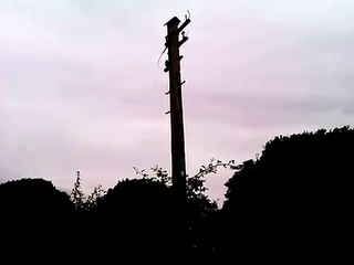 Remains of an old railway telegraph signal post Chichester to Midhurst railway