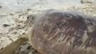 Search team rescues turtles stranded by Sunda Strait tsunami