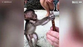 Søt apeunge biter telefonen til turisten