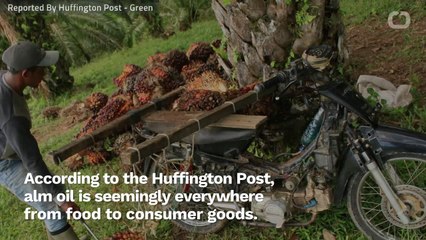 Love Planet Earth? Think About Reducing Your Palm Oil Consumption