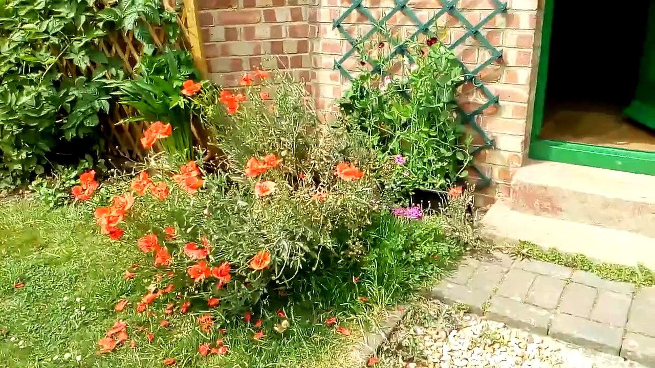 Poppies and sweet peas