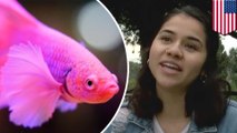 ペットの魚を連れた女子学生サウスウェスト航空に搭乗を拒否される - トモニュース