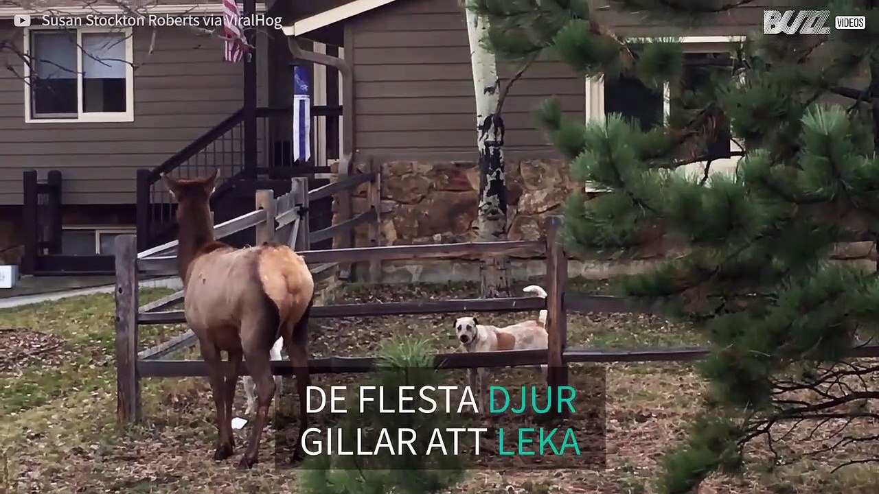 Hunden och älgen - oväntade vänner