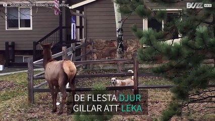 Hunden och älgen - oväntade vänner