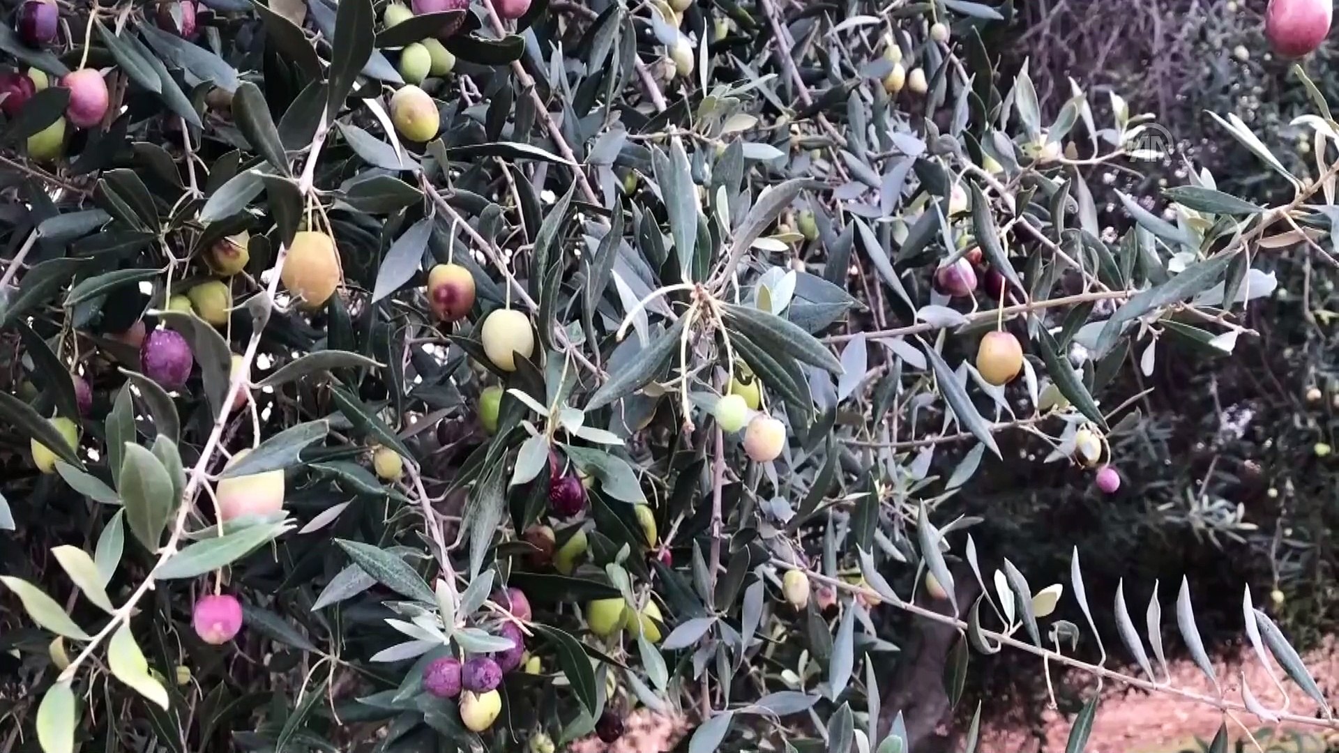 Tarsuslu Zeytin Ureticilerinin Sariulak Sevinci Mersin Dailymotion Video