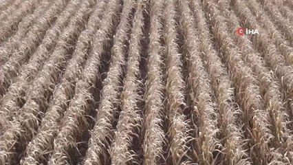 Kızıltepe'de Mısır Tarlada Kaldı