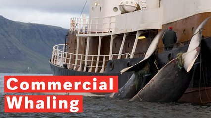 What Is Commercial Whaling?