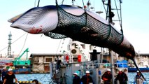 Japan announces IWC withdrawal to resume commercial whaling