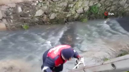 Dere Yatağında Mahsur Kalan Yavru Kediyi İtfaiye Kurtardı