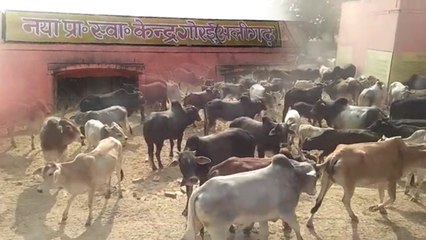 VIDEO: परेशान किसान ने आवारा पशुओं को स्वास्थ्य केंद्र में किया बंद