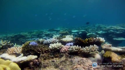 La Grande barrière de corail se meurt de manière inquiétante