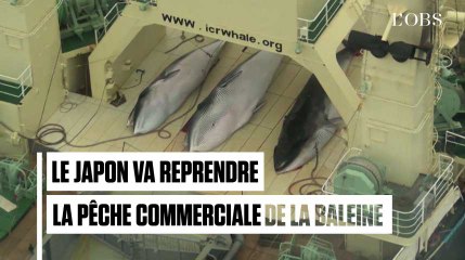 Le Japon reprend officiellement la chasse à la baleine