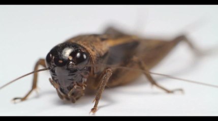 Et si l'on mangeait des criquets pour sauver la planète ?