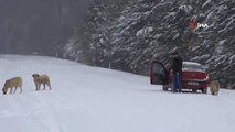 Domaniç'te Kar Kalınlığı 40 Santimetreye Ulaştı