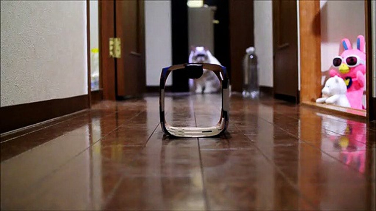 猫に全力で否定される紙パック