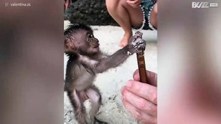 Søt apeunge biter telefonen til turisten